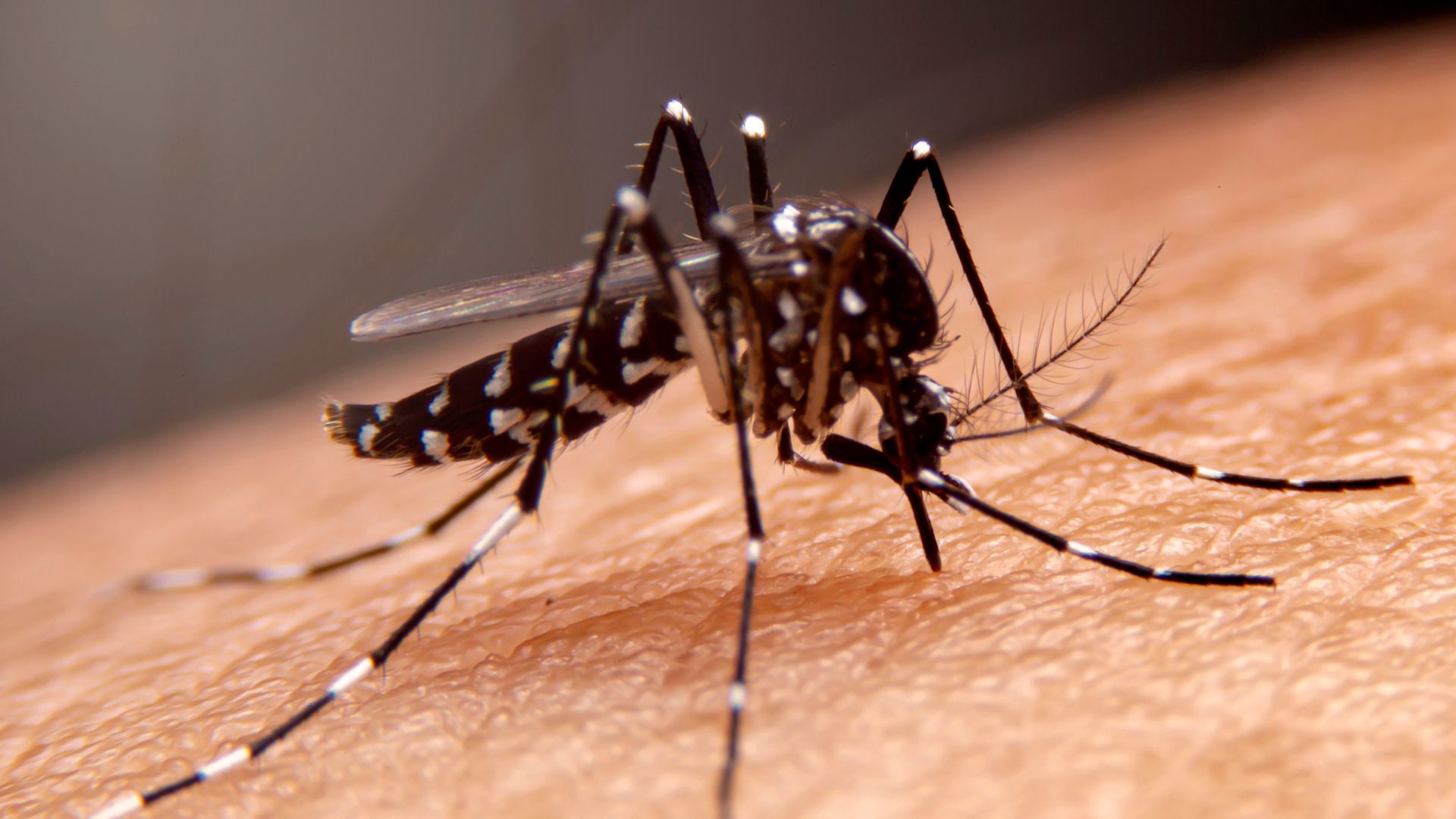 Will a Ceiling Fan Keep Mosquitoes Away